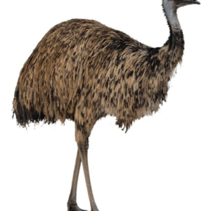 Emu