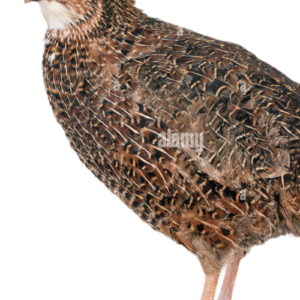 Quail Bird